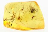 Fossil Dark-Winged Fungus Gnat Swarm (Sciaridae) In Baltic Amber #284649-1